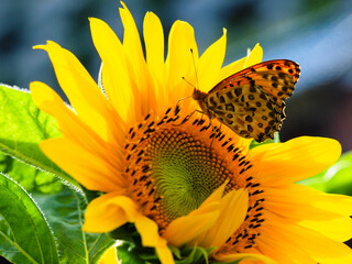 Butterfly on Sunflower