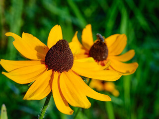 Yellow Wildflowers