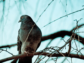 Pigeon on a Branch