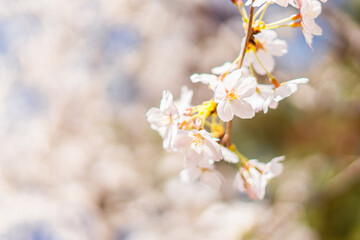 벚꽃