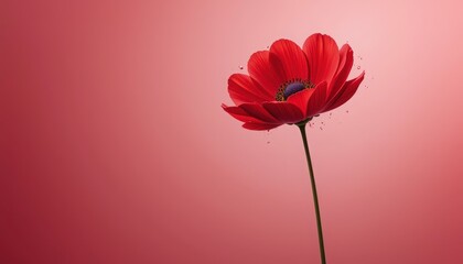 Red Poppy Flower Splash Minimalist Design - Minimalism
