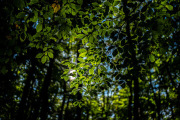 Blur natural green leaves bokeh background. Green bokeh on nature abstract blur background. Blur greenery. Blurred green leaf nature background. Leaves on blurred green background for banner, poster.
