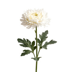 Fototapeta premium white dahlia flower