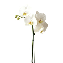 beautiful white orchid flower