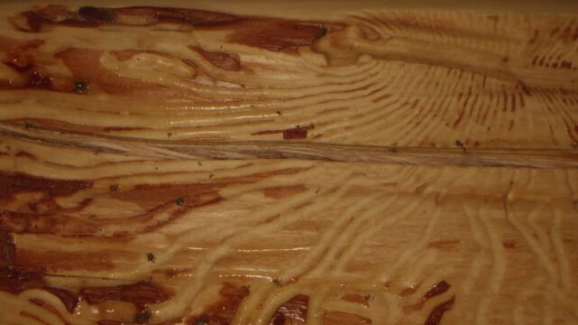 Termite Trails on Wood