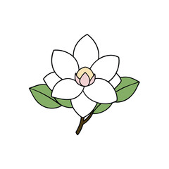 magnolia flower on a white background.