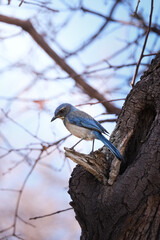 Woodhouses scrub jay sitting in a tree