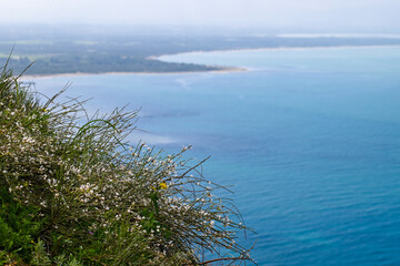 Fleurs sauvages en bord de mer