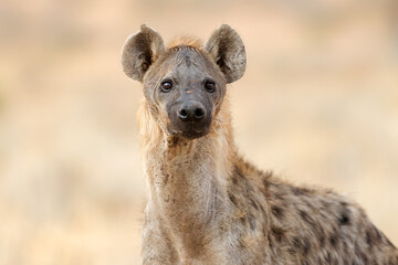 Fototapeta premium Portrait of an alert spotted hyena (Crocuta crocuta), Kalahari desert, South Africa.