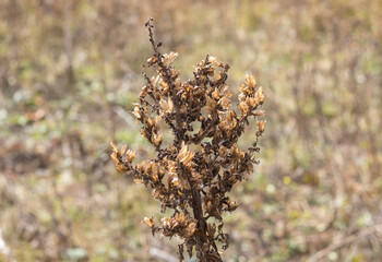 the seeds of the plants are ripe and ready to scatter in the wind to form new shoots in the coming season