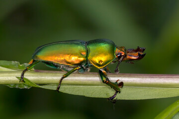 Golden Stag Beetle (Lamprima aurata) Perched on a Branch