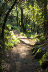 Fototapeta premium A tranquil forest path illuminated by soft sunlight filtering through lush green trees, creating a serene natural setting.