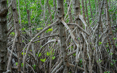 A tranquil scene of a mangrove forest, showcasing dense roots and lush green foliage emerging from calm, murky water, highlighting the unique ecosystem and natural beauty of this coastal environment.