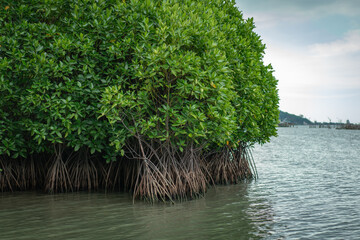A tranquil scene of a mangrove forest, showcasing dense roots and lush green foliage emerging from...