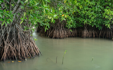 A tranquil scene of a mangrove forest, showcasing dense roots and lush green foliage emerging from...