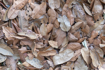 A close-up shot of a pile of dry, brown leaves with a textured surface.