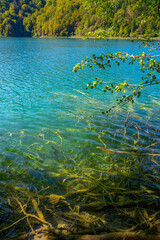 The tranquil transparent waters of lake in the background. Beautiful nature lake. Landscape Reflection off of a clear lake water surface on a bright sunny day. Calm river in the forest.