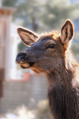 Portrait of a cow elk head 