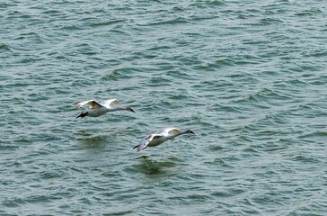 a pair of large waterfowl (mute swan) in flight over the water of the estuary near the village of Veselovka (Taman Peninsula, southern Russia) on a sunny day in early spring