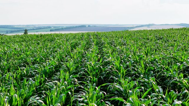 Aerial view of maize cornfield countryside landscape, farmland. Drone flying low over corn field