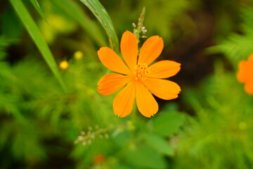 orange flower with green leaves