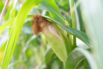 A close-up shot of a corncob growing on a corn stalk, surrounded by green leaves. The corncob is...