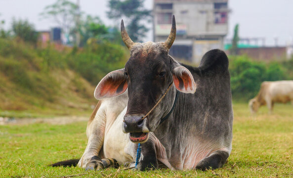 The Guzera or Guzerat is a Brazilian breed of domestic cattle