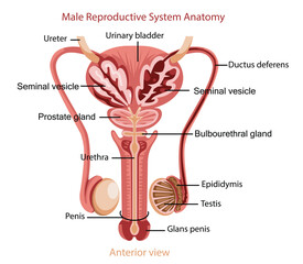 Male Reproductive System Anatomy Illustration