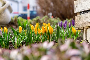 Fotobehang Krokus yellow and purple crocus flowers in the garden early spring. first signs of spring in the garden and nature. beautiful blooming flowers on a sunny day.  © Adam