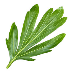 Single vibrant green leaf isolated on a transparent background, detailed botanical illustration.