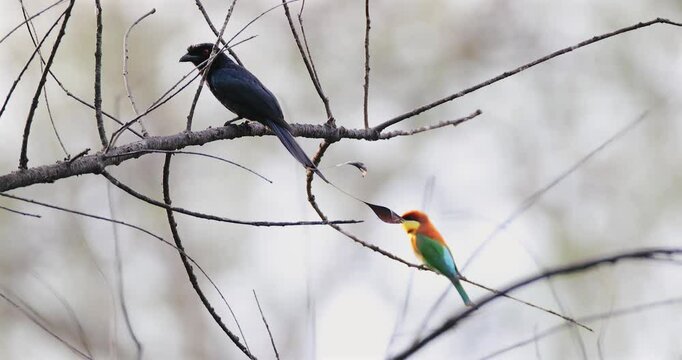 Two birds perched on branches, blurred background, drongo and beeeater species, nature photography concept.