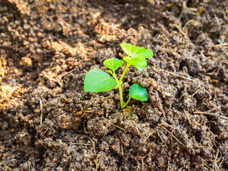 Young plan tree growth agriculture sprout on soil, green new life leaf seeding natural nature closeup in garden, small growth beginnging new season, environment ecosystem chane concept.