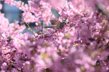 桜