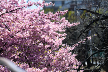 桜