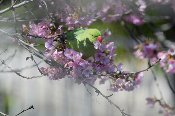 桜