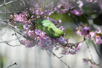 桜