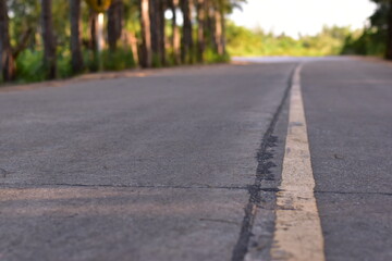 an asphalt road in a forest with pine trees in spring, road landscape with pine forest
