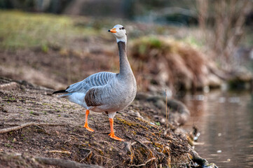 oie a t&ecirc;te barr&eacute;e