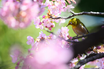 桜
