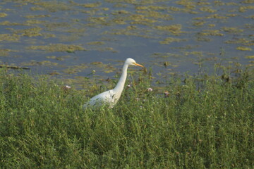 great white heron