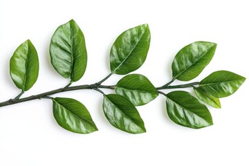 Fototapeta premium Stunning, vibrant Zamioculcas zamiifolia showcased with sharp details on a clean white background