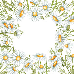 Fototapeta premium Daisy border. Hand drawn frame illustration of chamomile flowers. Hand painted summer rustic wildflowers