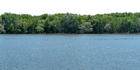 Tranquil river scene with lush green forest backdrop, no background.