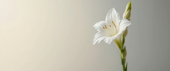 Obraz premium Elegant White Flower, Minimalist Bloom - Minimalism