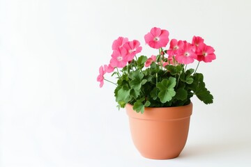 Pelargonium zonale blooming in a trendy terracotta pot on a clean white background