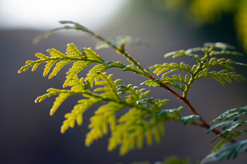 green leaves on a branch, nacka,stockolm,sverige,sweden,mats,