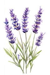 Fototapeta premium Watercolor lavender bouquet illustration against white background