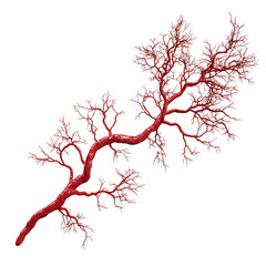 3D Render of Red Blood Vessel Branching Network Isolated on Transparent Background