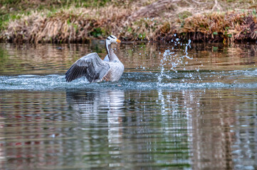 oie a t&ecirc;te barr&eacute;e