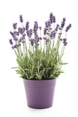 Fototapeta premium Lavandula plant in a modern pot on a clean white background showcasing vibrant purple flowers
